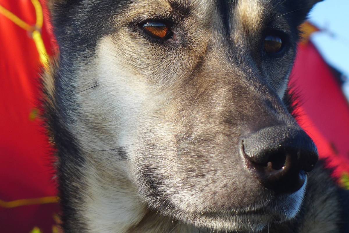 cane con gli occhi marroni