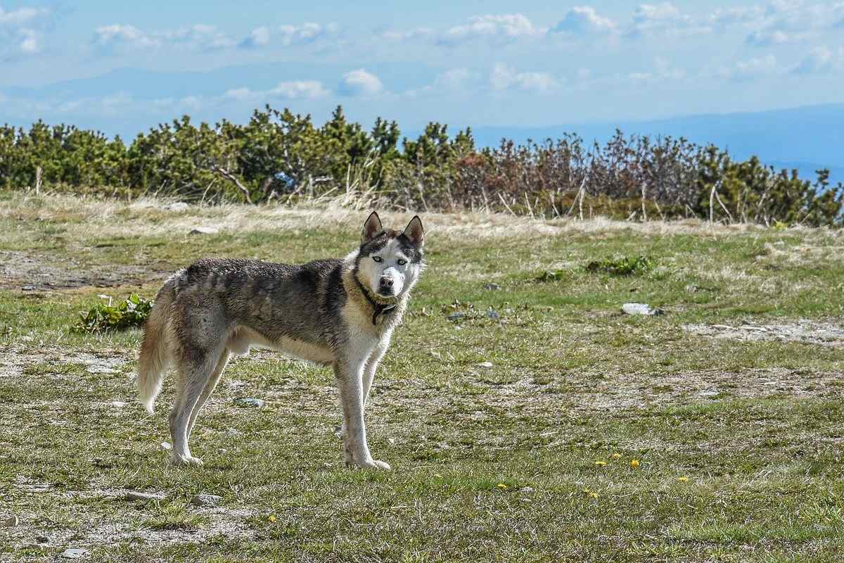 cane sul prato