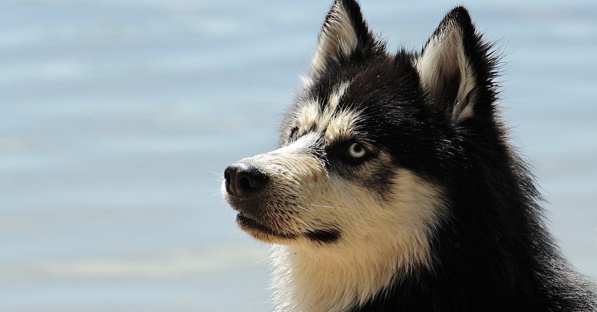 Come addestrare un Alaskan Husky, tutti i metodi