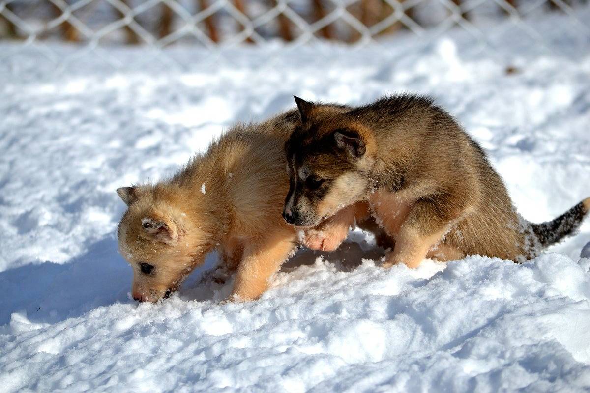 cuccioli di husky