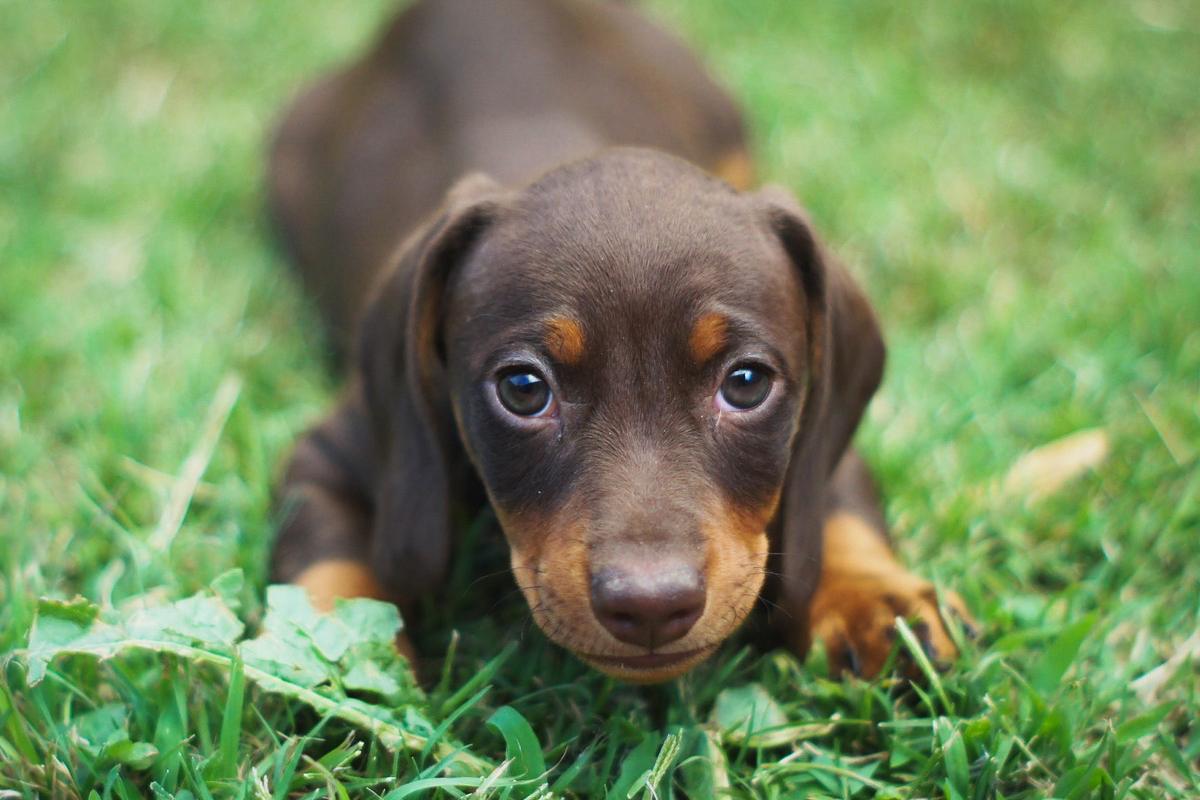 cucciolo di bassotto