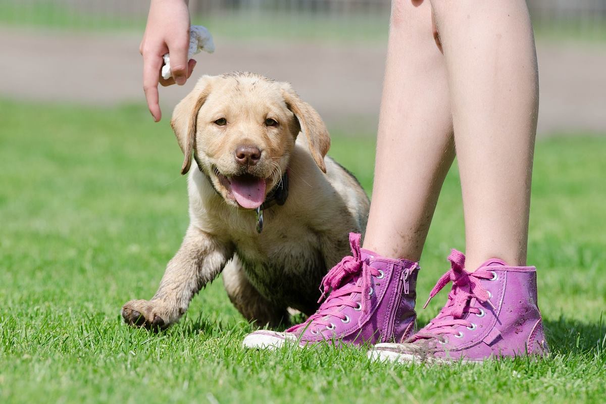 cucciolo di labrador retriever