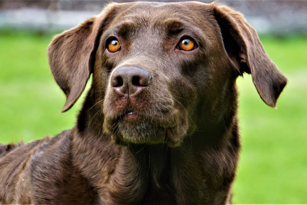 labrador marrone