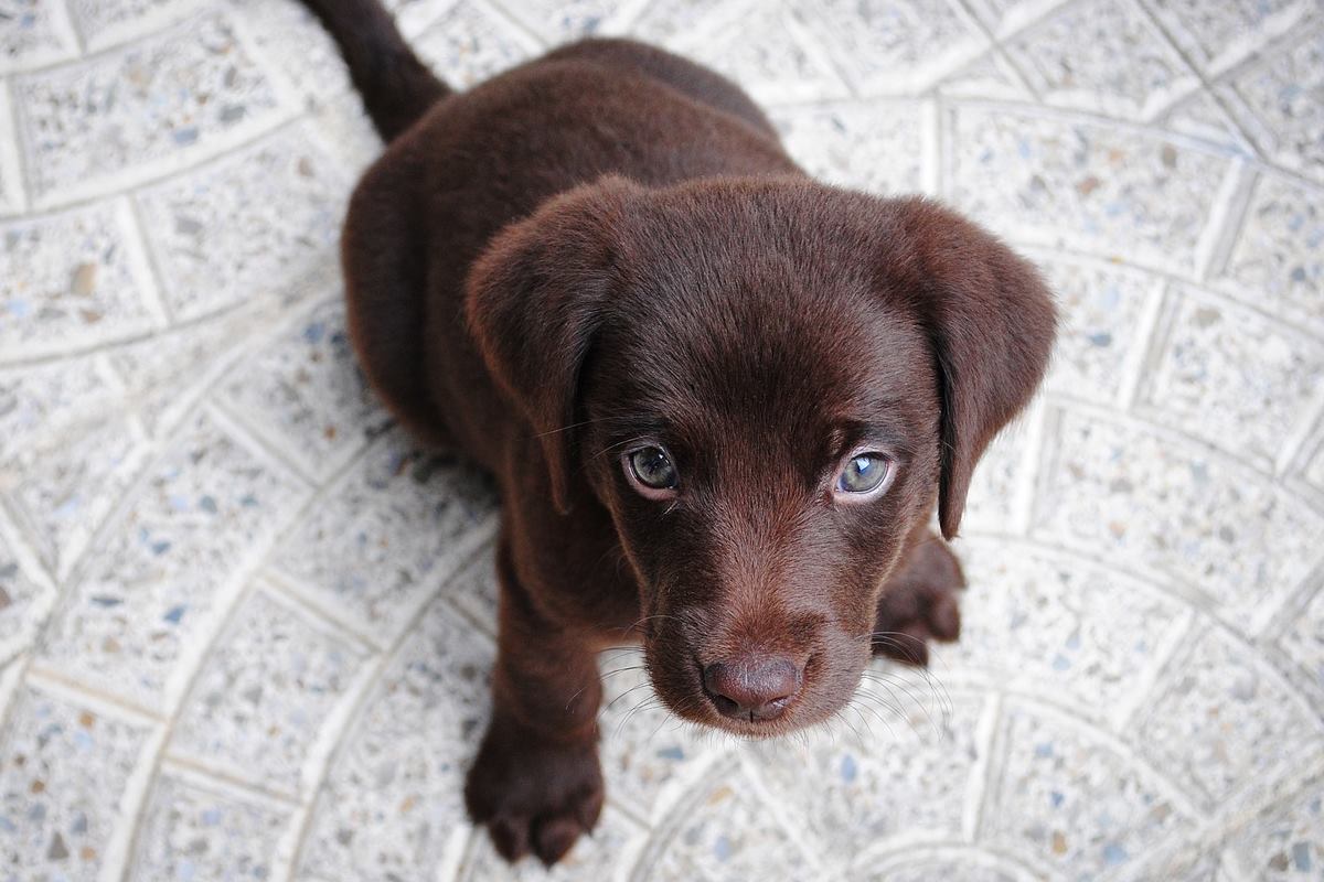 cucciolo marrone di labrador