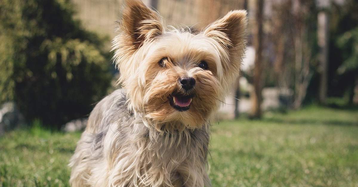 Come addestrare uno Yorkshire Terrier, tutti i metodi