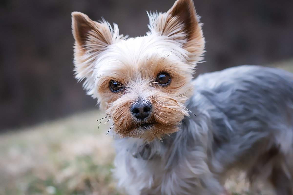 Yorkshire terrier con il pelo tosato