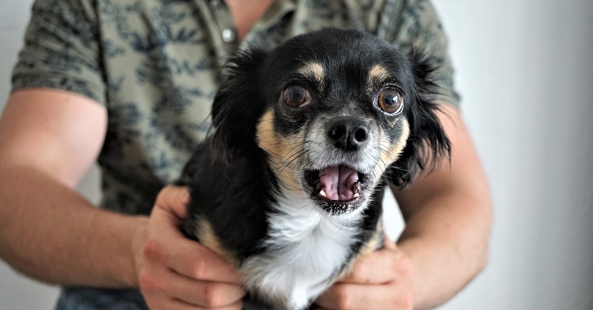 Come capire se il cane ha paura di qualcosa: i segnali inconfondibili