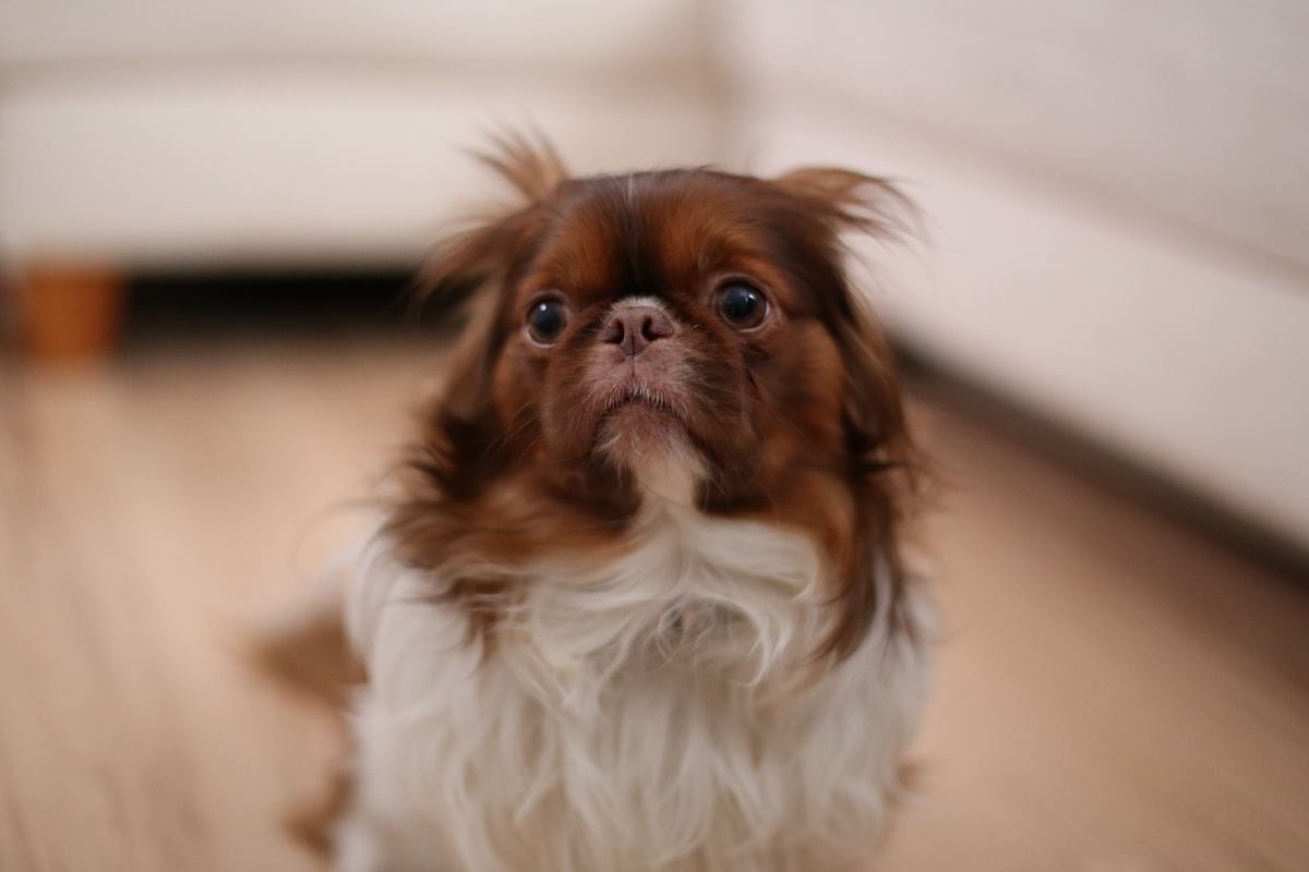 cagnolino con le orecchie abbassate