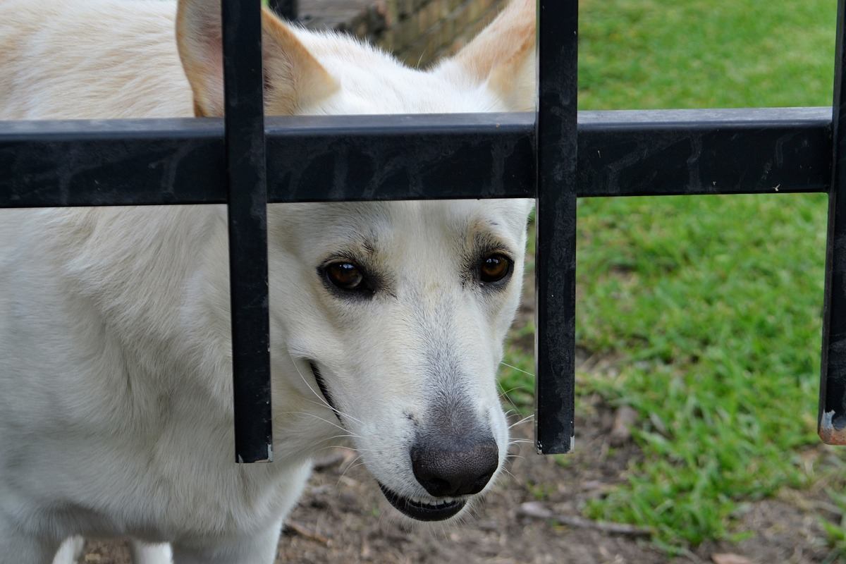 cane dietro un cancello