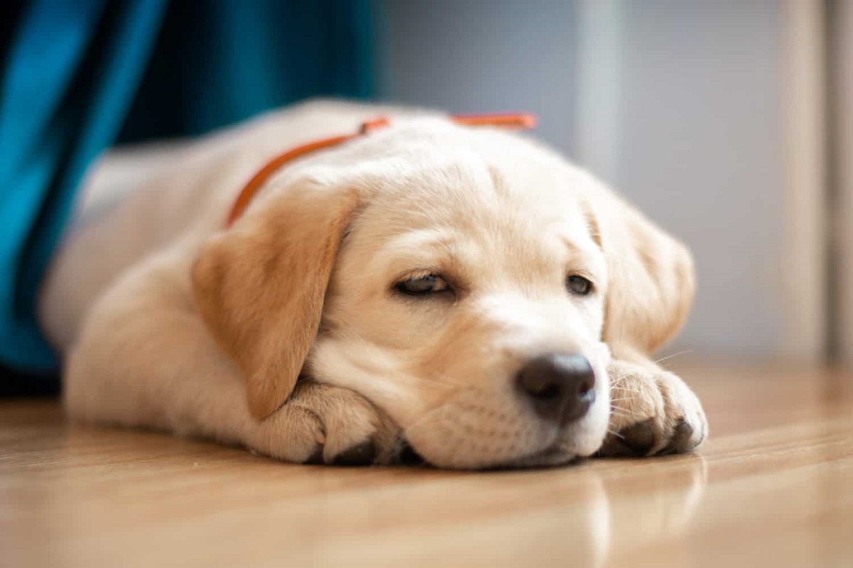 Come curare un cucciolo di cane che sta male?