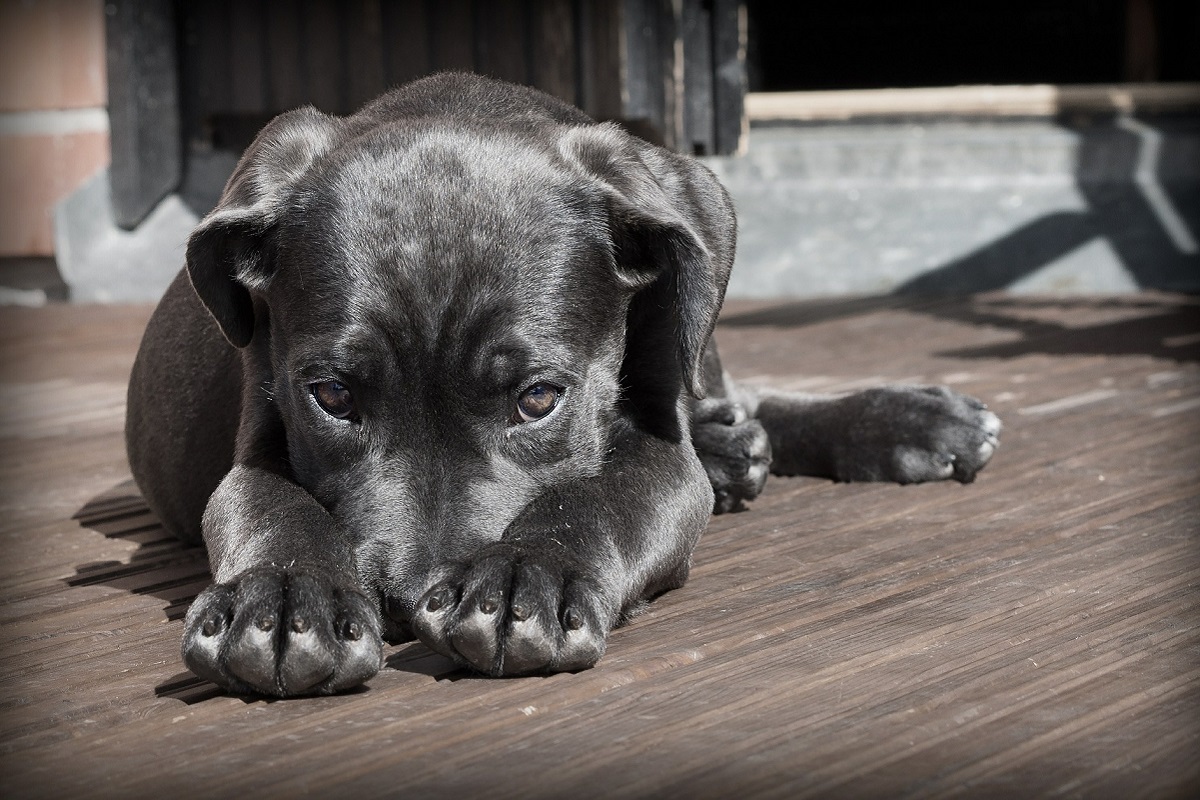 cagnolino malato