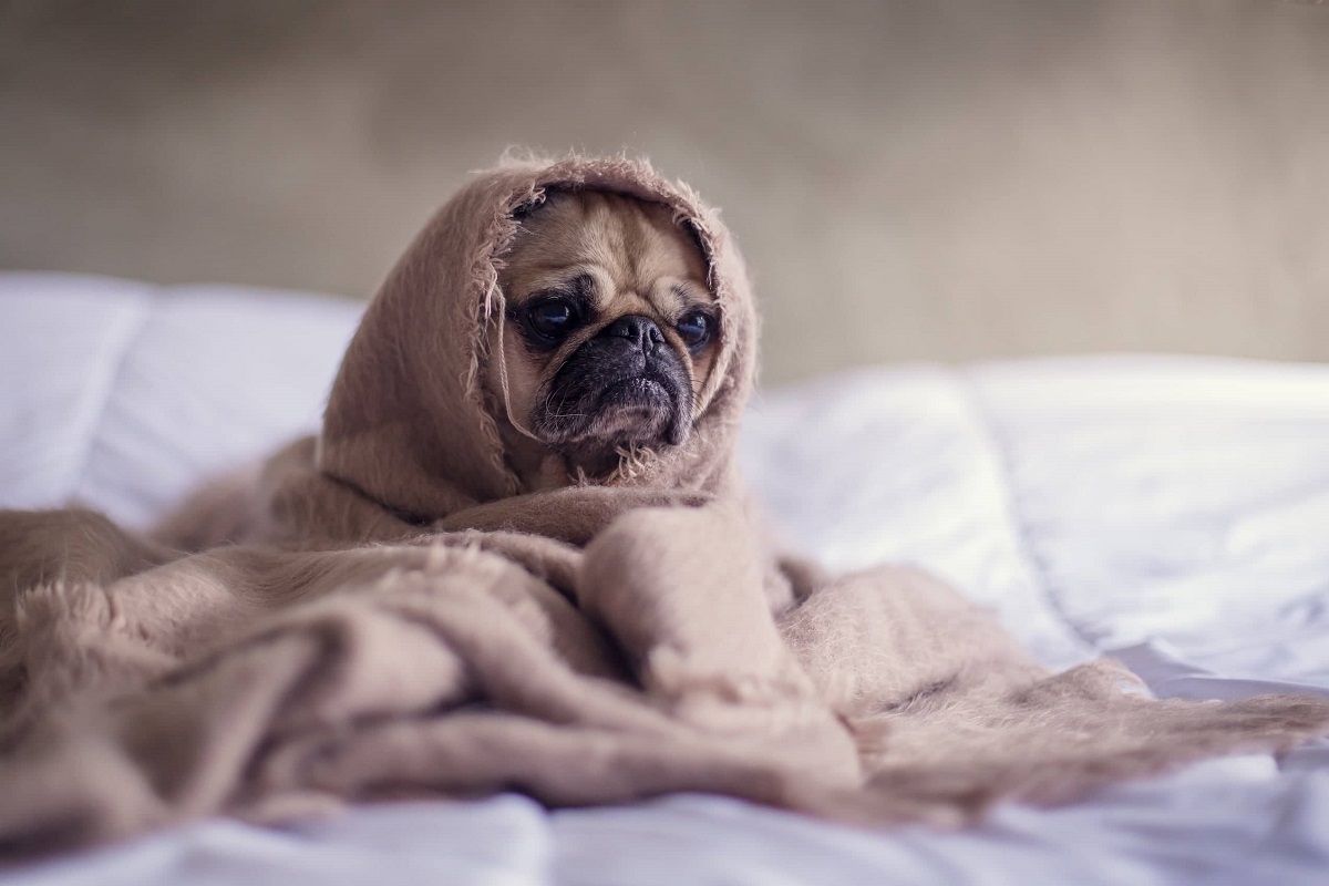 cucciolo di cane malato