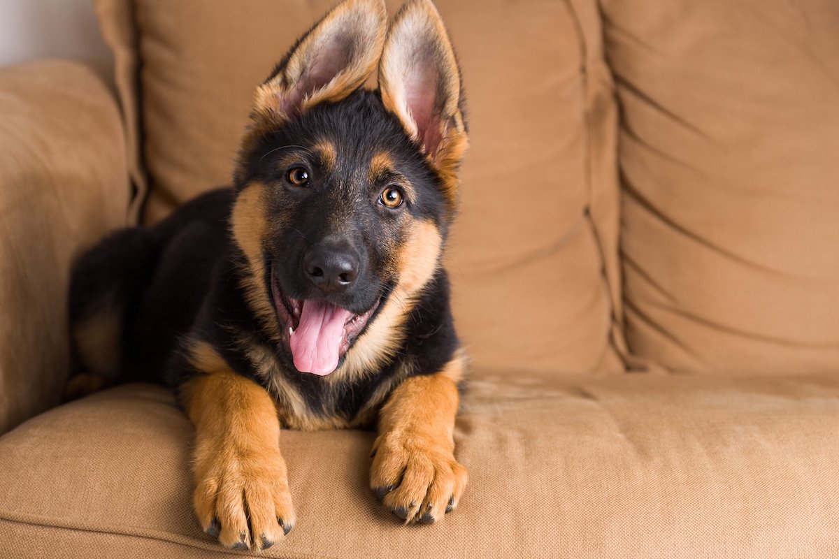 Come gestire un cucciolo di cane appena arrivato?