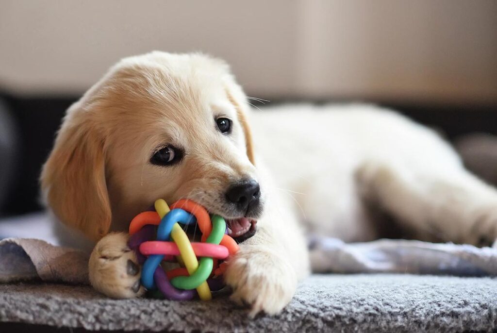 come gestire un cucciolo di cane