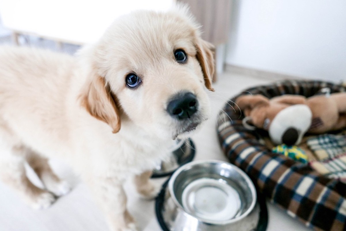 come gestire un cucciolo di cane