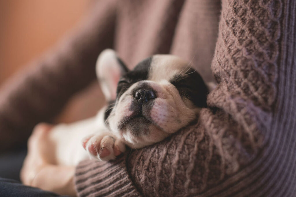 come gestire un cucciolo di cane