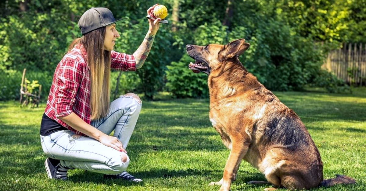 Come insegnare il riporto al cane, velocemente