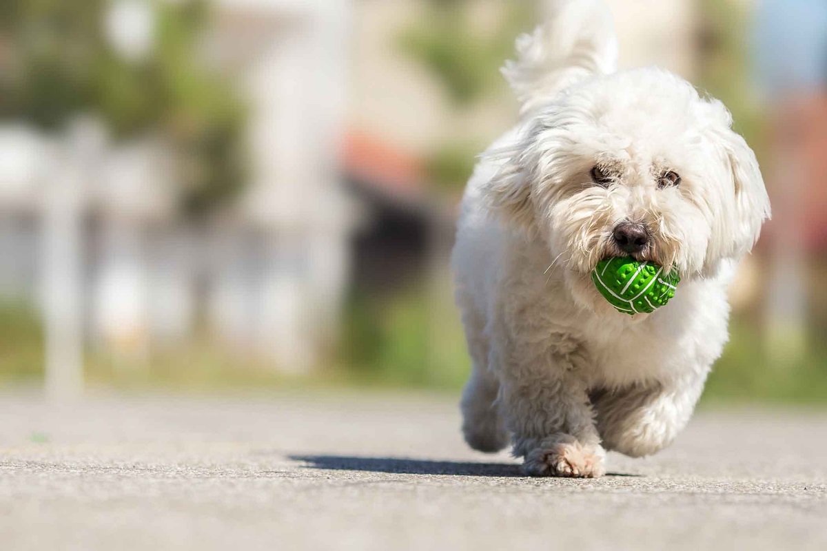 cagnolino bianco con il mantello riccio