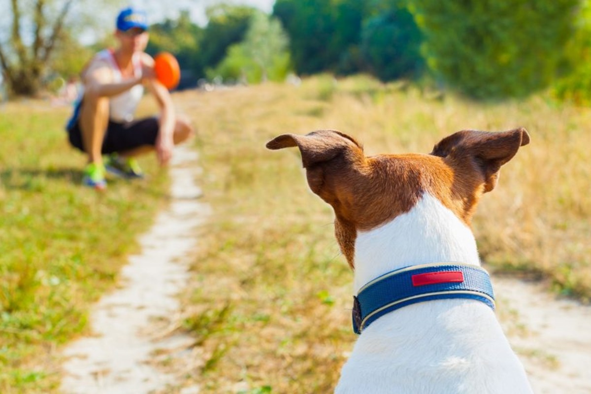 cane che guarda da lontano il suo padrone