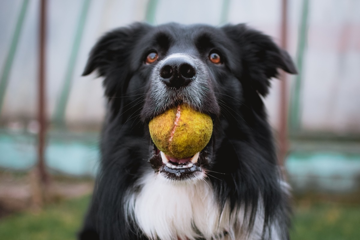 cane nero con palla in bocca