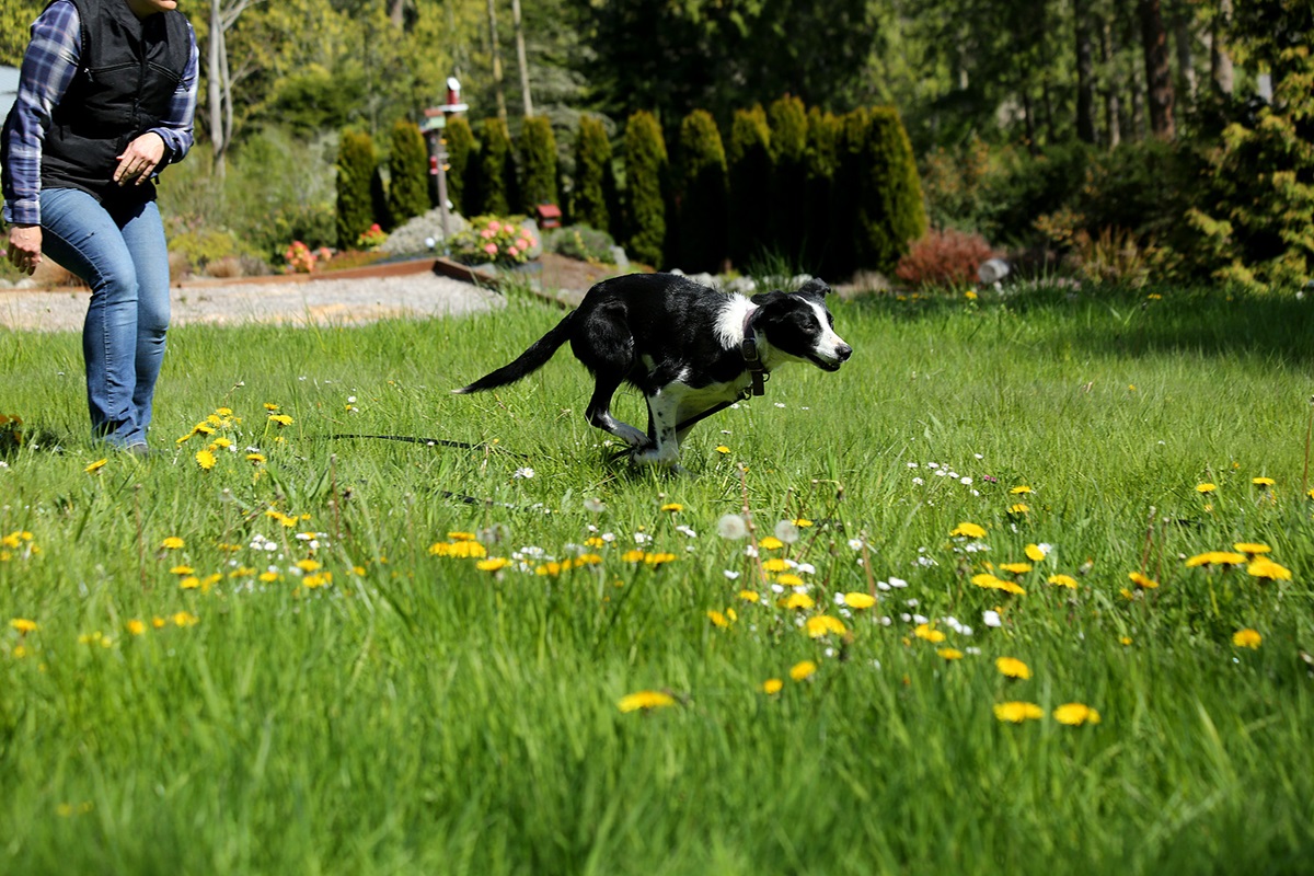 cane che corre in giardino