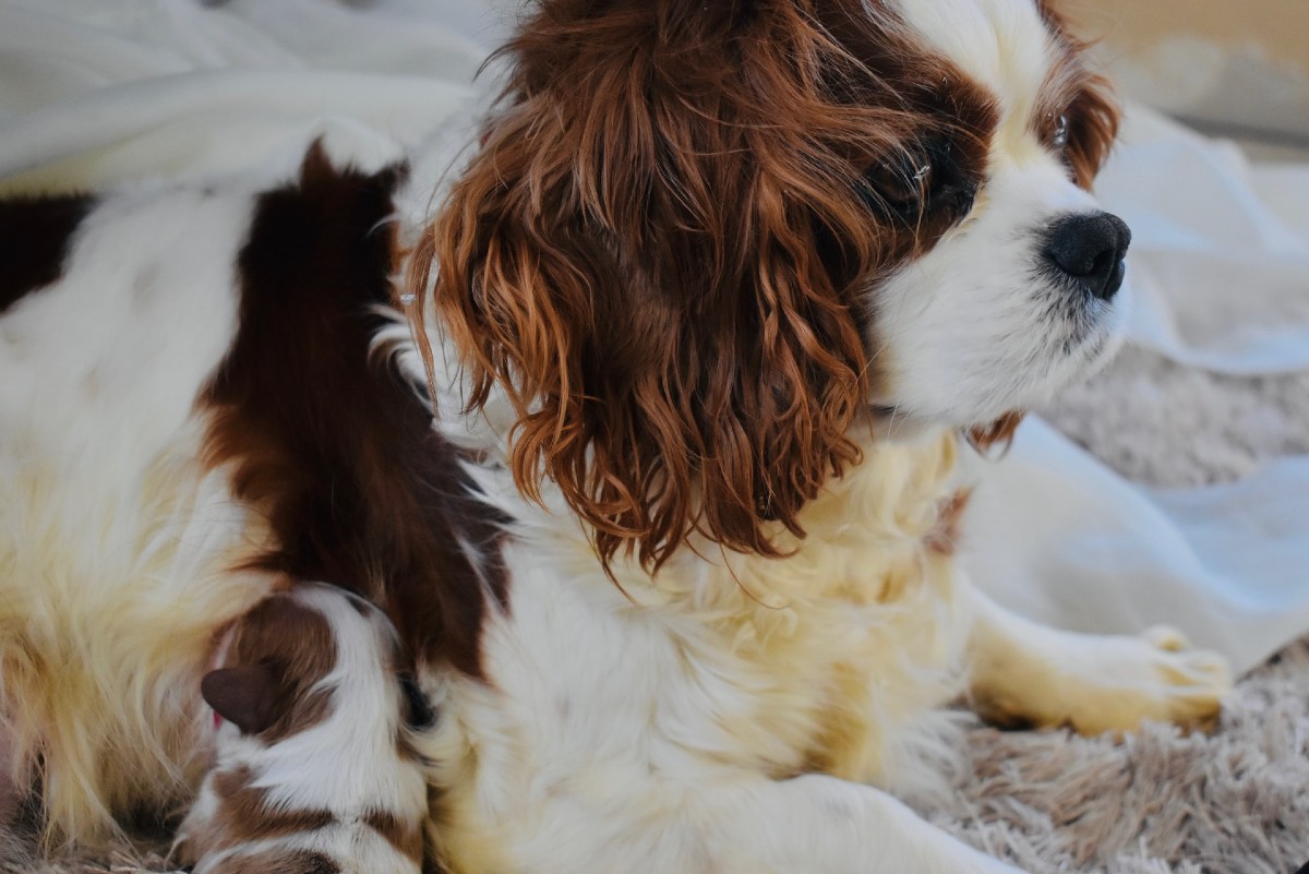 Come nascono i cuccioli di cane?