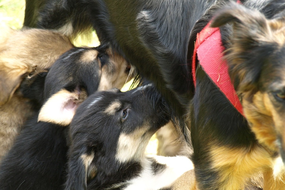 cane e allattamento