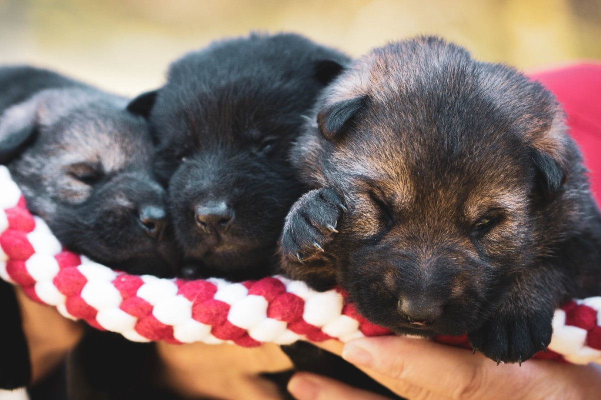 cuccioli appena nati