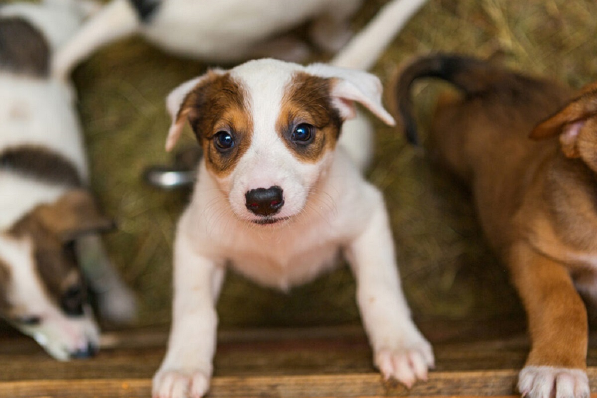 cucciolo di cane si arrampica