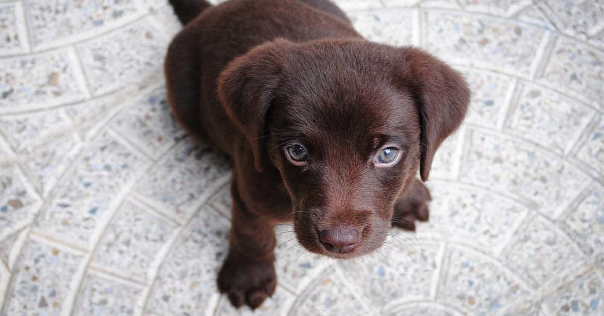 Come sverminare il cane e quando farlo