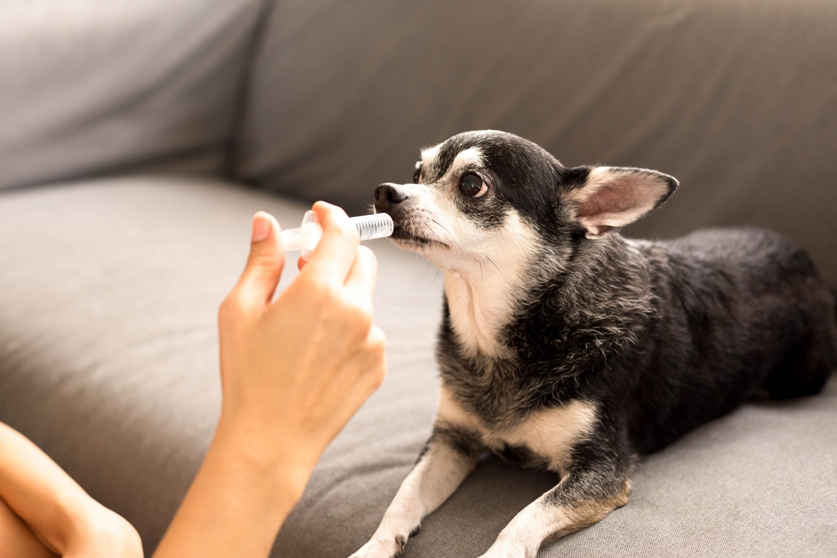 vermifugo per cane