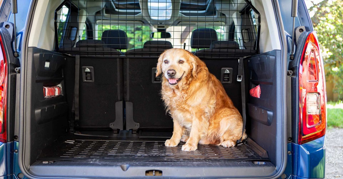 Come trasportare il cane in macchina, in modo sicuro e legale?