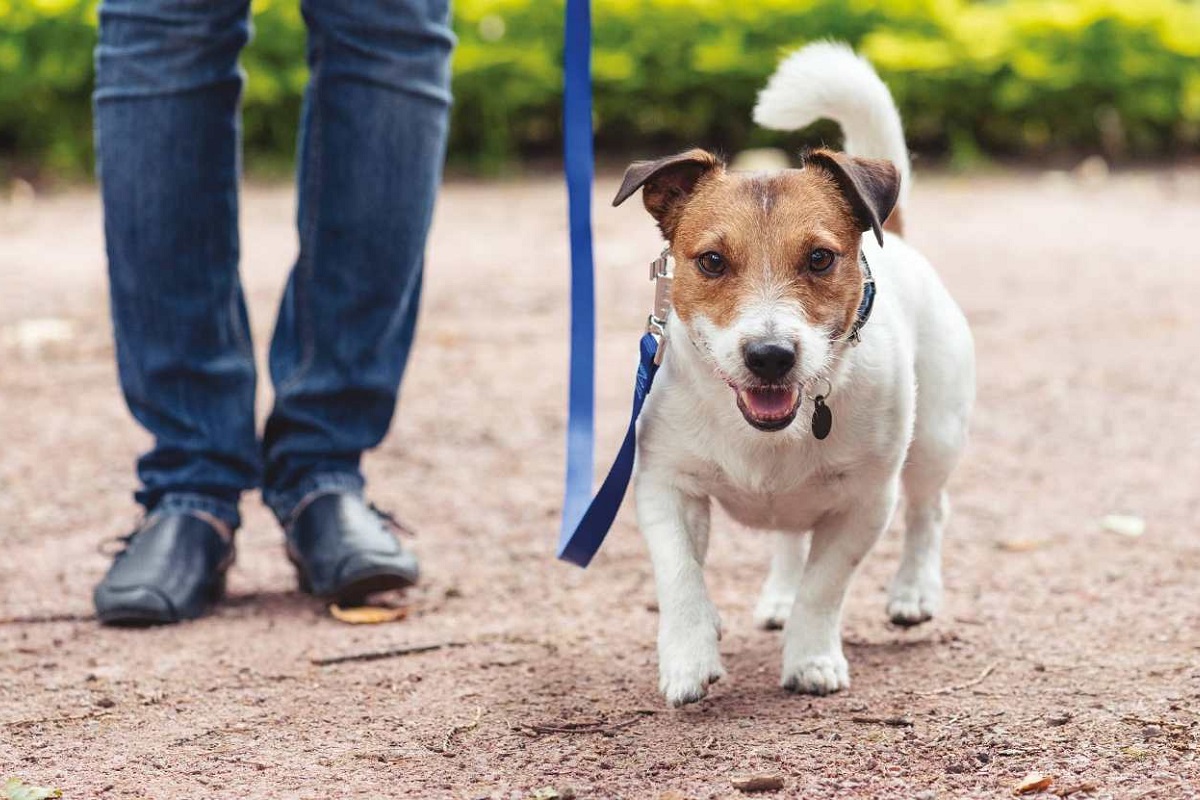 cane a passeggio con guinzaglio