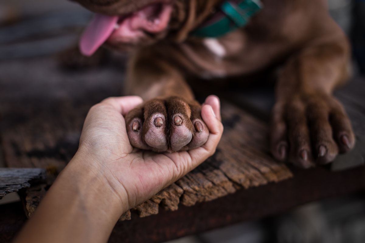 zampa del cane