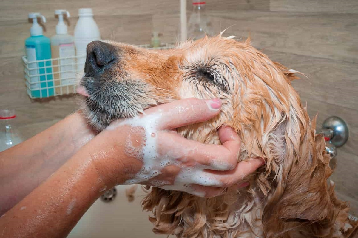 shampoo al cane