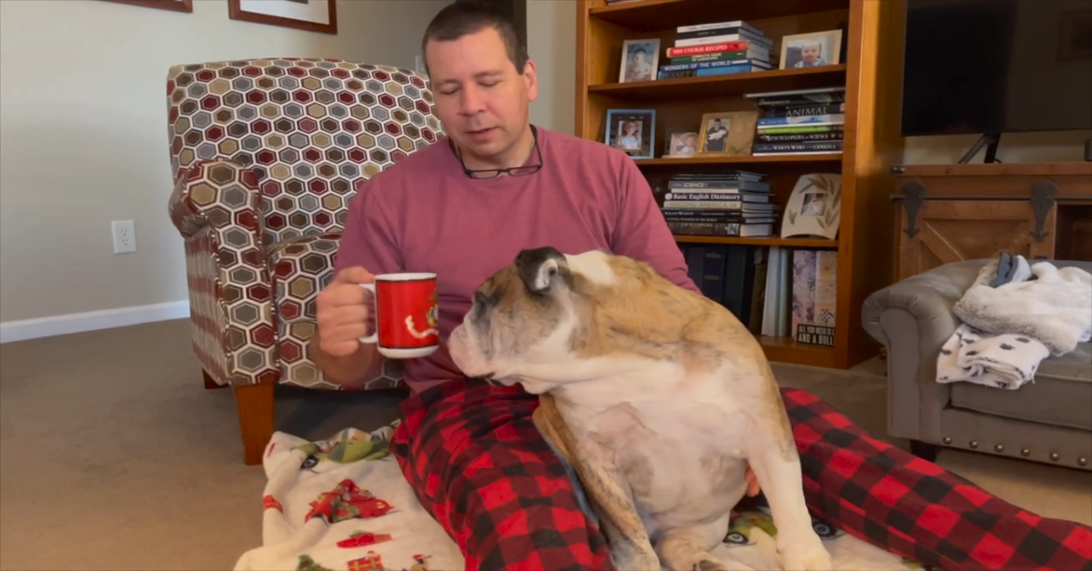 Ecco cosa fa un cucciolo di Bulldog inglese ogni sabato mattina (VIDEO)