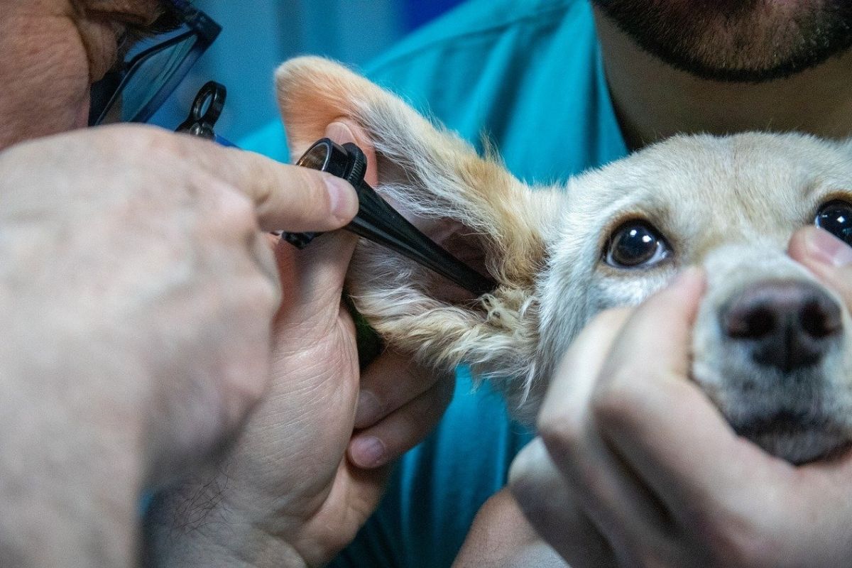visita veterinaria alle orecchie del cane
