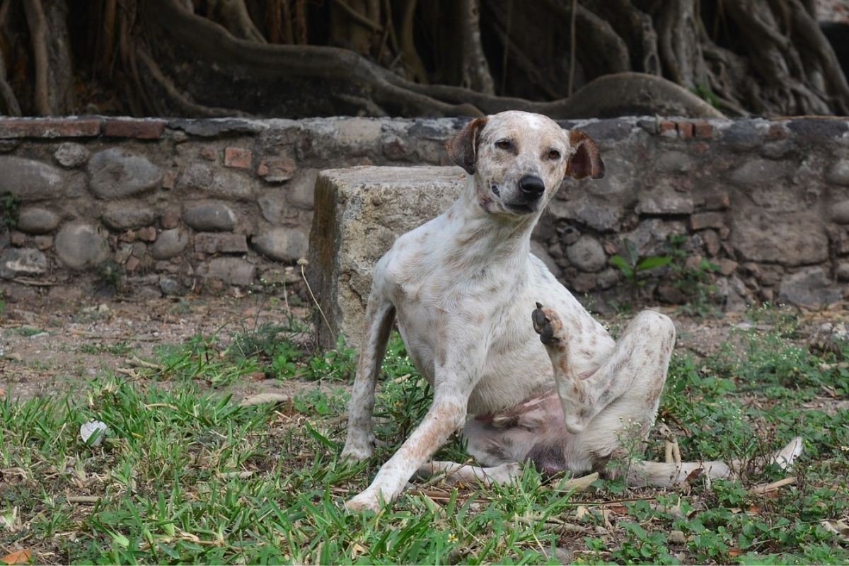 cane si gratta