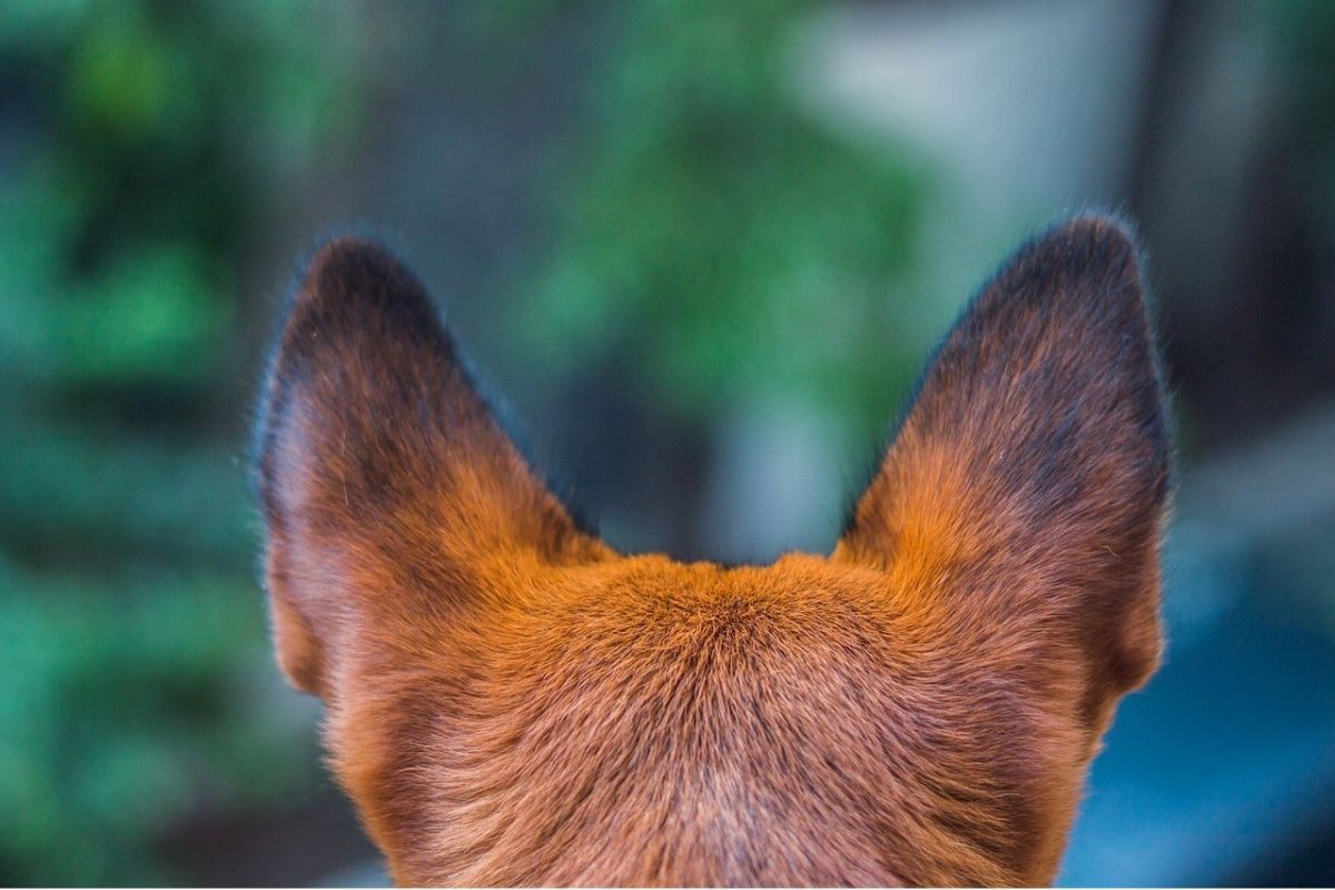 orecchie di un cane viste da dietro