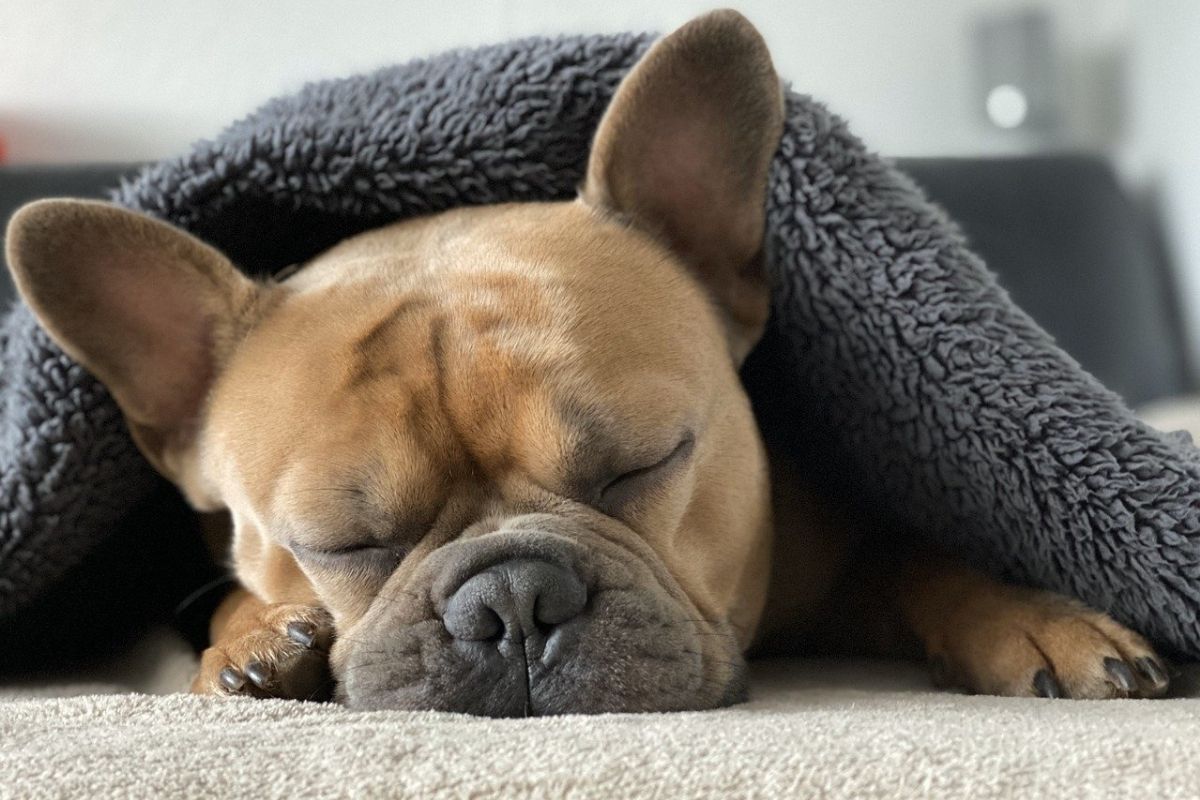 cane dorme sotto una coperta