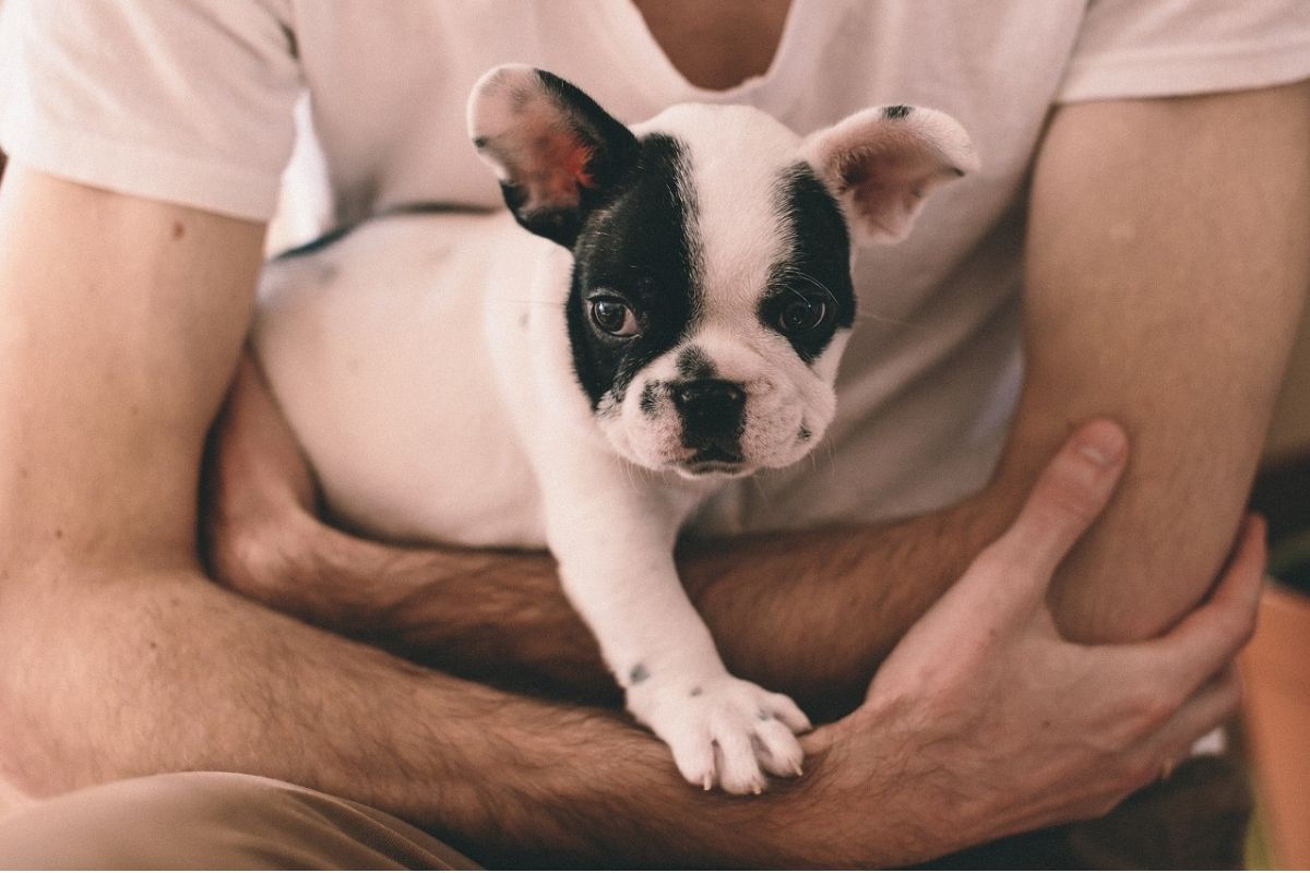 cane tra le braccia di un uomo