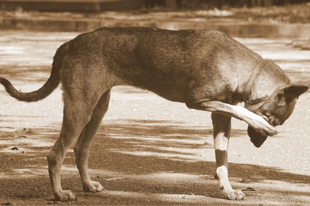 cane copre il viso con una zampa