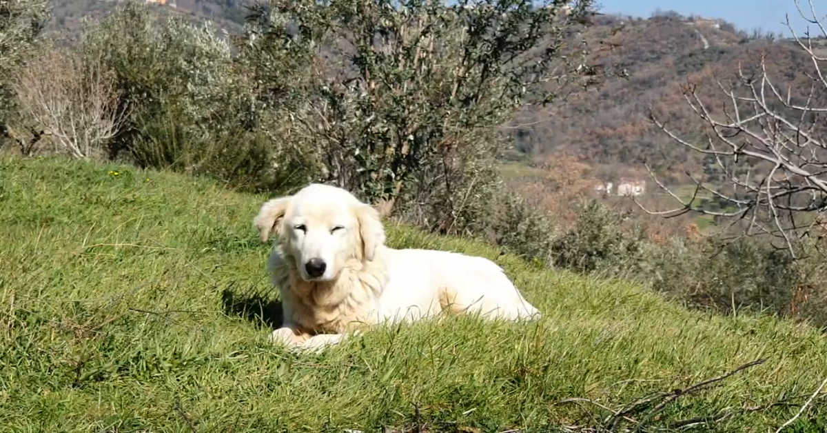 La cucciola Fedelina prende il sole coricata su un prato verde (VIDEO)