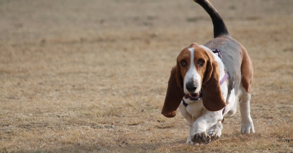 Cucciola Basset Hound diventa un autentico pastore da gregge, il video è qualcosa di speciale