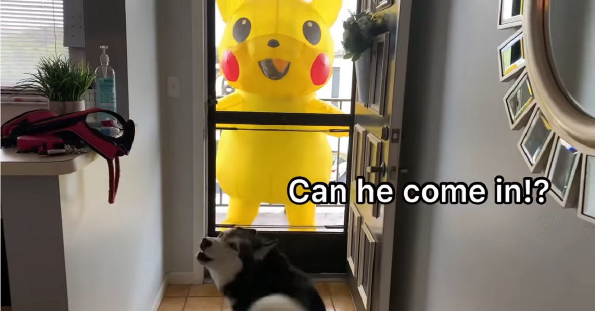 cucciola di Siberian Husky incontra un Pikachu gigante 