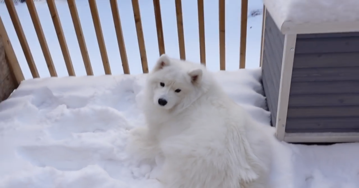 Due cuccioli amano giocare con la neve fresca (VIDEO)