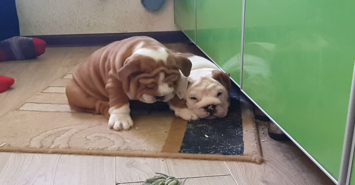 Due cuccioli di Bulldog inglese dormono insieme e si rilassano (VIDEO)