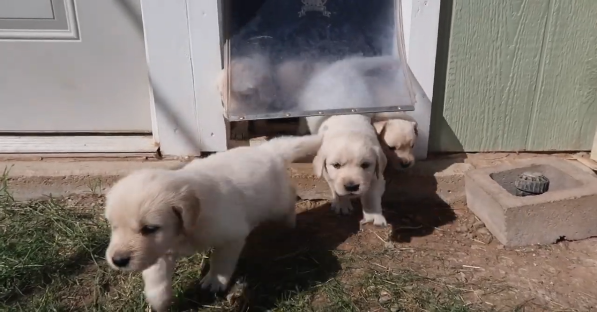 Dei cuccioli di Golden Retriever conoscono il mondo fuori dalla casa (VIDEO)