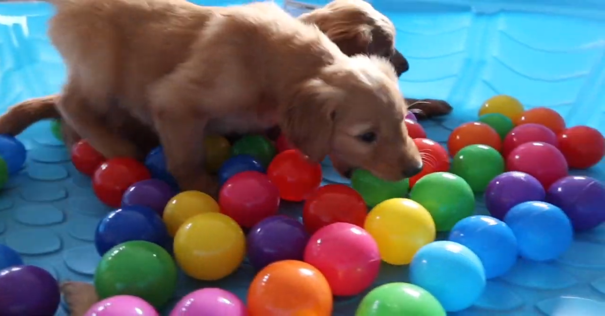 Dei cuccioli di Golden Retriever saltano per prendere un gioco colorato (VIDEO)