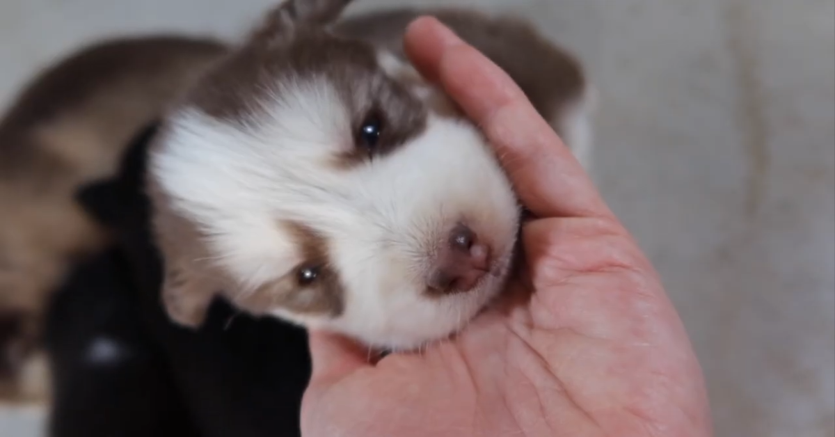 Dei cuccioli di Husky trascorrono una giornata fuori casa e si rilassano (VIDEO)